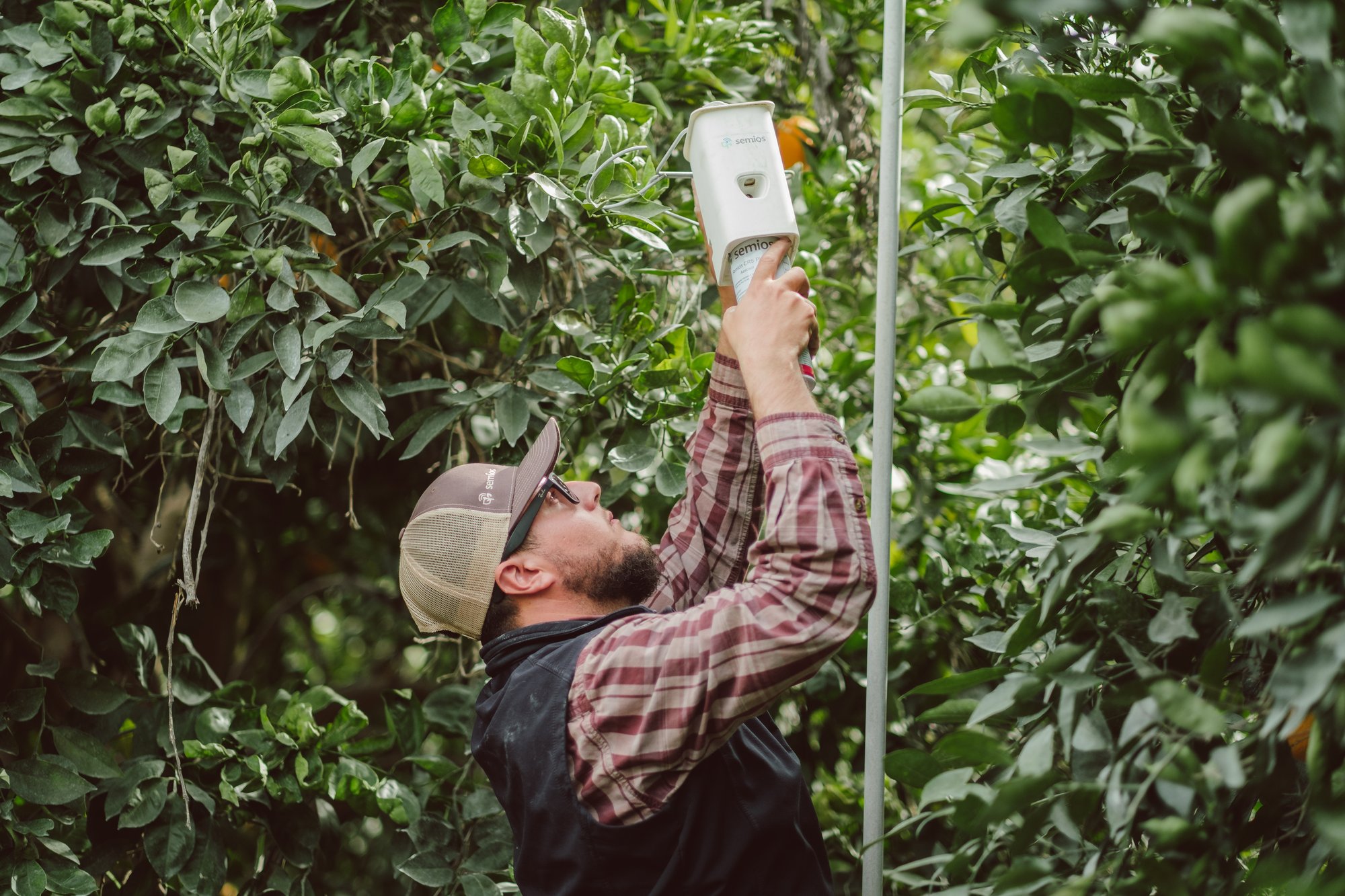 Semios field services team installing Semios dispenser.